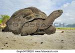 Aldabra Giant Tortoise clipart