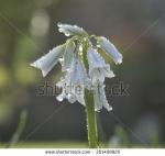 Allium Triquetrum clipart