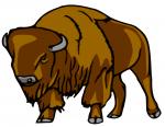 American Bison clipart