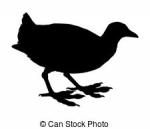 American Coot clipart