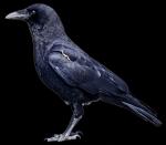 American Crow clipart