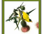American Goldfinch svg