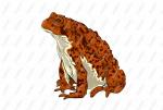 American Toad clipart