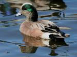 American Wigeon clipart
