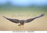 Amur Falcon clipart