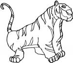 Siberian Tiger coloring