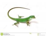 Green Anole clipart