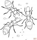 Ant coloring