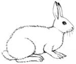 Arctic Hare clipart