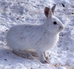 Arctic Hare svg