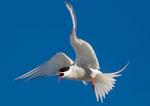 Arctic Tern svg