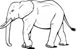 Asian Elephant coloring