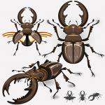 Atlas Beetle clipart