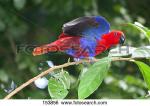 Australian King-Parrot clipart