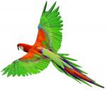 King Parrot clipart