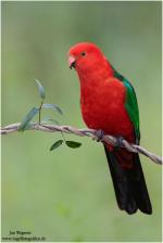 Australian King-Parrot coloring