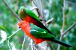 Australian King-Parrot svg