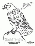 Bald Eagle coloring