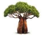 Baobab Tree clipart