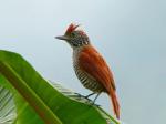 Bar-crested Antshrike coloring