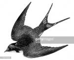 Barn Swallow clipart