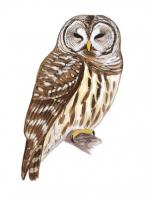 Barred Owl clipart