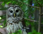 Barred Owl svg