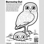 Burrowing Owl coloring