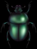 Rose Chafer clipart