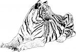 Tiger Print coloring