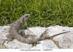 Black Spiny Tailed Iguana clipart