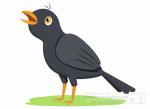 Blackbird clipart