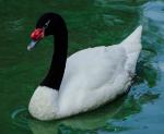 Black-necked Swan clipart