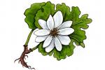 Bloodroot clipart