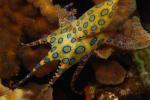 Blue Ringed Octopus coloring