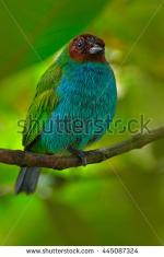 Blue Tanager clipart