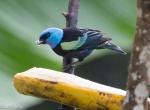 Tanager coloring