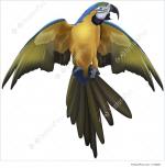 Blue-and-yellow Macaw clipart