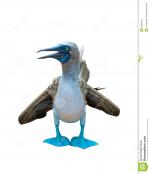 Blue-footed Booby clipart