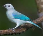 Blue-grey Tanager clipart