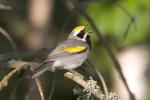 Blue-winged Warbler clipart
