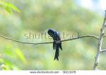 Bronzed Drongo clipart