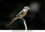 Brown Shrike clipart