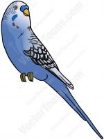 Budgie clipart