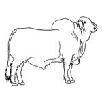 Brahman Bull coloring