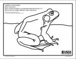 Bullfrog coloring