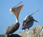 California Brown Pelicans clipart