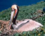 California Brown Pelicans svg