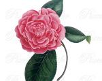 Camellia clipart