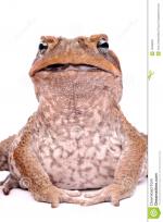 Cane Toad clipart